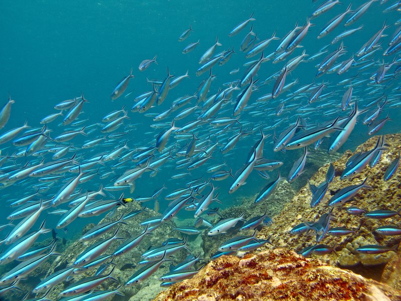 Fish, Rubiah North